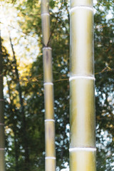 Fototapeta premium Abstract background of trees, branches, bark, leaves. Textural background from vegetation, fauna. Botanical Garden. Georgia.