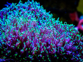 Fototapeta na wymiar green rhodactis in a reef tank macro close up (soft coral)