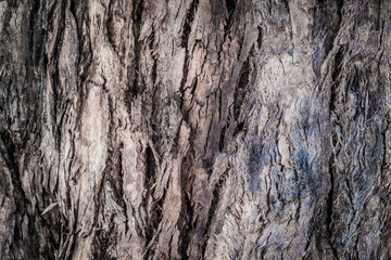 Abstract background of trees, branches, bark, leaves. Textural background from vegetation, fauna. Botanical Garden. Georgia.