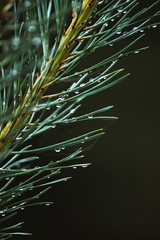 Pine tree close up