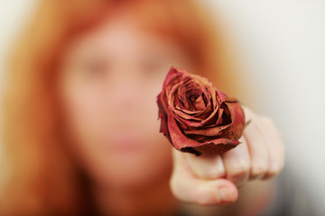 Foreground of a dry red rose with hand