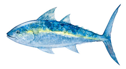 fish tuna. painted illustration sea tuna fish isolated on a white background
