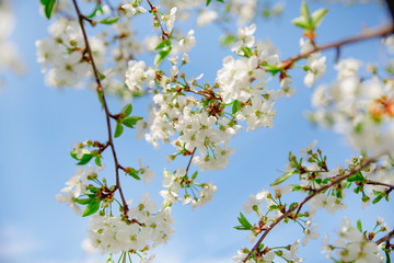 
Beautiful spring white inflorescence of cherries. White little flowers on a tree.