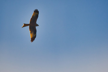red kite flying under the blue sky