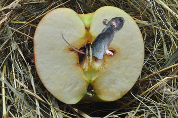 mouse and half an Apple