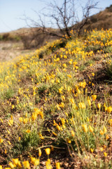 Mexican Poppies