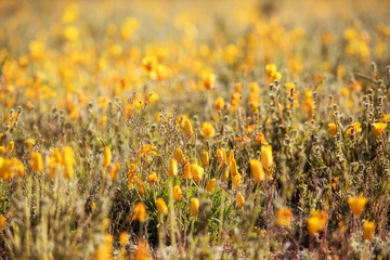 Mexican Poppies