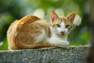 Cute cat isolated on a wall