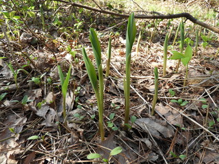 食べごろアマドコロ
