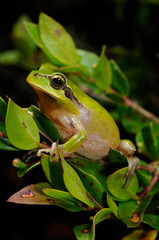 Mittelmeer-Laubfrosch (Hyla meridionalis) - Mediterranean tree frog 
