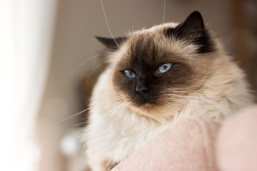 Beautifull long-haired ragdoll cat with blue eyes lying on the pink sofa.