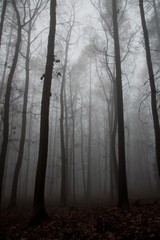 misty foggy forrest