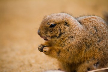 prairie dog eating