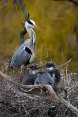 great grey heron with babies