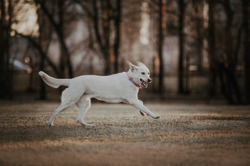 white mix breed dog running 