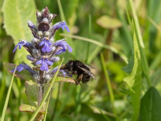 ape succhia il polline da un fiore viola