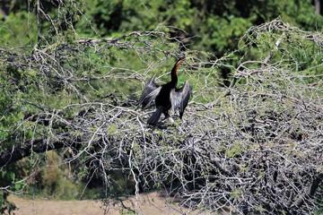 Blackwinged bird African Darter on the tree safari in Chobe National Park Botswana 