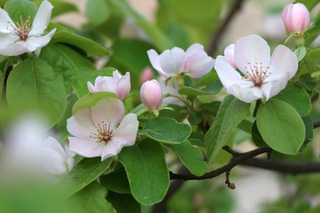 Pink blossoms on a quince tree in a garden. Selective focus.