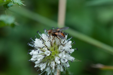 Schmeissfliege auf Blüte