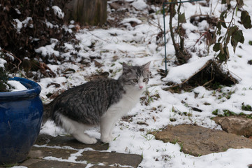Kater im Schnee