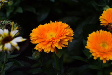 Orange colored beautiful marigold flower in front of a green blurry background