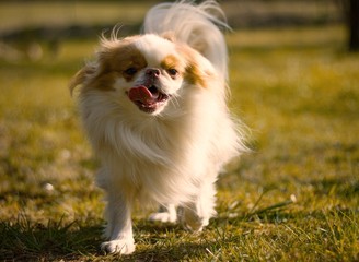 portrait of a dog japanese chin