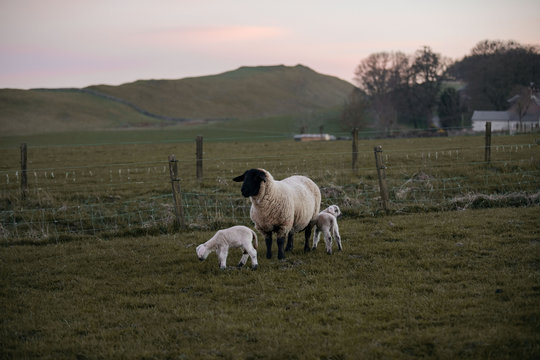 Sheep with lambs in the field