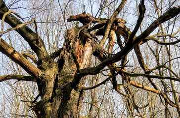 There are broken trees in an old abandoned Park. The wind pulled out trees by the roots out of the ground. Broken tree branches. Demonic, mystical strange and scary place.