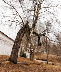 Snapshot with a view of a crooked tree next to the wall of the monastery. A broken, twisted Birch...