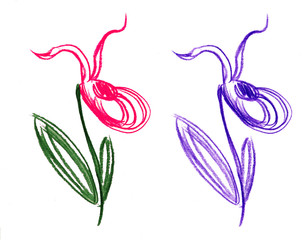 Fototapeta premium Raster illustration of a hand-drawn flower veneren shoshmachok, doodle style, color pencils, wild orchid flowers, imaginary drawing, on a white background.