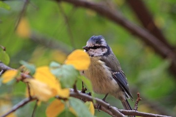Fototapeta premium blue tit on a branch