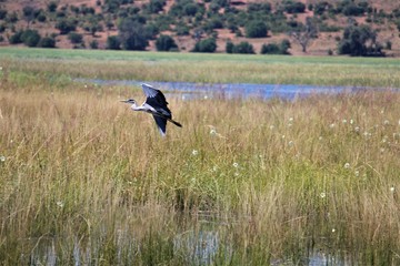 Bird flying over river