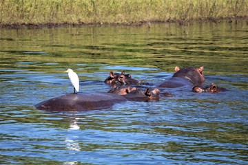 Fototapeta premium hippopotamus in the water