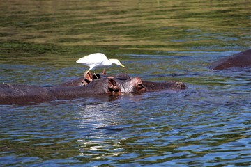 Fototapeta premium hippopotamus in the water
