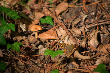 Butterfly and mushroom on dry leaves in the forest, with green ivy leaves