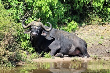 Obraz premium cape buffalo in the wild