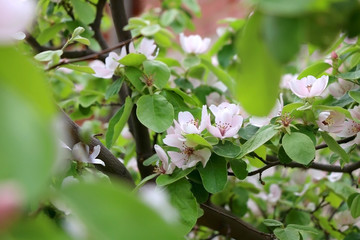 Pink blossoms on a quince tree in a garden. Selective focus.