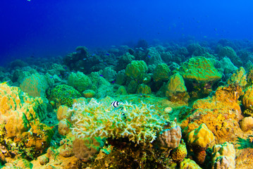 Fototapeta na wymiar A coral reef scene shot in Chuuk Lagoon in the Pacific. Interestingly this ecosystem has grown on top of the remains of the hull of a sunken Japanese warship