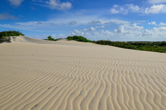 Pitangui dunes, Extremoz, near Natal, Rio Grande do Norte, Brazil on February 8, 2014. Cashew tree and fence of wood stand out in the landscape