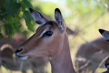 close up of impala