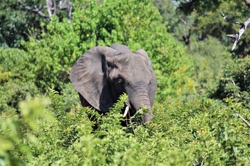 Naklejka premium elephant in the forest