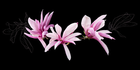 Pink magnolia flowers isolated on black background. Floral arrangement. Can be used for...