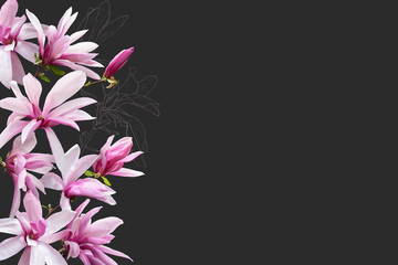 Floral banner, header with copy space. Pink magnolia isolated on dark grey background. Natural flowers wallpaper or greeting card.