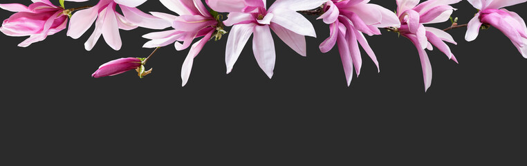 Panele Szklane  Kwiatowy baner, nagłówek z miejsca na kopię. Różowa magnolia na białym tle na ciemnoszarym tle. Tapeta z naturalnymi kwiatami lub kartkę z życzeniami.