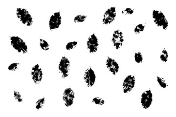Hornbeam leaves life prints black and white. Basis graphics