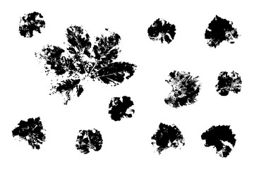 Chestnut and coltsfoot leaves life prints black and white. Basis graphics