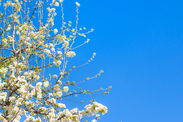 spring blossom tree branches in blue sky