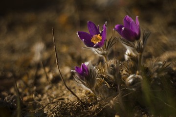 spring purple passerine crocus in the sunset