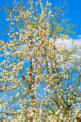 spring blossom tree in blue sky