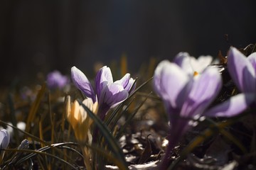 spring crocus flowers